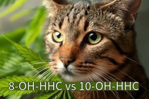 8-OH-HHC vs. 10-OH-HHC: Що це?  як вони впливають на органiзм? фото